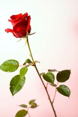 Naklejka premium Dark red rose with green leaves