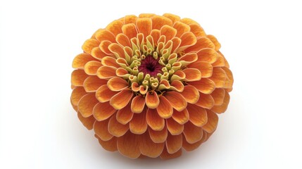 Single Zinnia flower (elegans) isolated on a white background, perfect for botanical studies or decorative purposes.