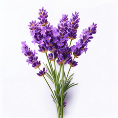 A bright purple lavender stem with tiny blossoms