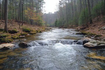 Narrow stream flowing through a shadowed forest in the evening light