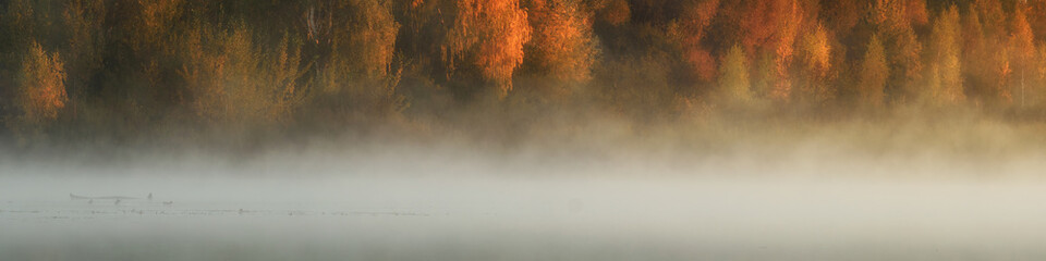 autumn coastal park or forest with thick fog over the water and trees with lush multi-colored foliage. vibrant colors of october.widescreen panoramic view in 20x5 format