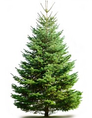 Fototapeta premium Vibrant evergreen spruce tree standing tall against a pure white backdrop, showcasing its full depth of field and natural beauty