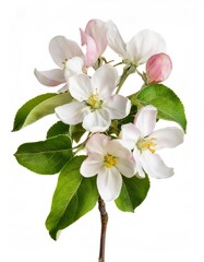 Obraz premium Blooming apple tree branch with pink and white flowers and green leaves isolated on white background