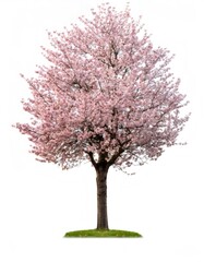 Naklejka premium Beautiful pink cherry tree in full bloom, standing on a small patch of grass, isolated against a white background