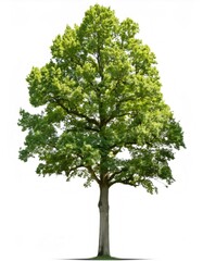 Obraz premium Full depth of field photo of a beautiful, isolated hickory tree, perfect for environmental or design projects