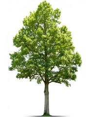 Green hornbeam tree isolated on a white background, ideal for architectural renderings or any kind of project that needs trees
