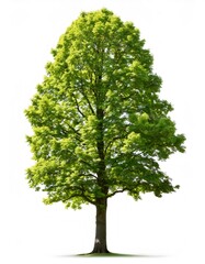 Large hornbeam tree with lush green leaves isolated on a pure white background, creating a vibrant and natural image