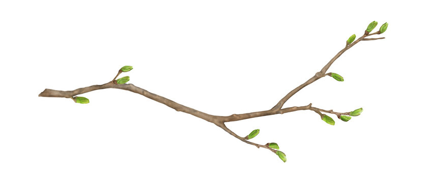 Tree branches with green spring buds. Watercolor digital illustration. Young tree twigs isolated on white background. Twigs for postcards, greetings and Easter.