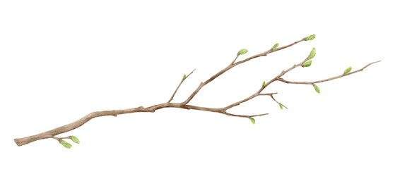 Tree branches with green spring buds. Watercolor digital illustration. Young tree twigs isolated on white background. Twigs for postcards, greetings and Easter.