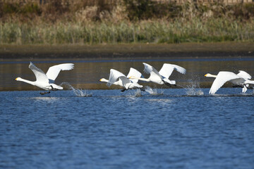 走り飛び立つオオハクチョウ