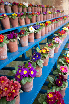 Multiple rows of brightly coloured polyanthus arranged in rows as an auricula theatre on blue shelving photographed at an angle