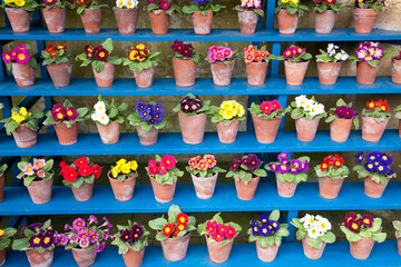 Rows of brightly coloured Polyanthus arranged as auricula theatre on blue shelving