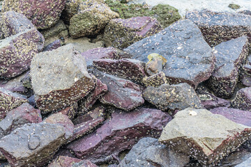 A close up of rocks covered in barnacles and some green moss, possibly at the seashore.