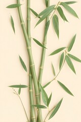 Fototapeta premium A close-up of bamboo stalks and leaves against a light background, highlighting natural beauty.