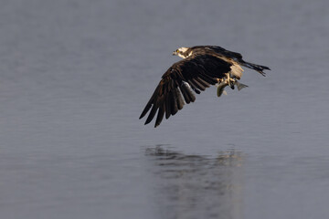 Bird of prey, Osprey (Pandion haliaetus) in the Sardinian marshes. Italy.