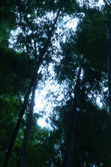 Fototapeta premium Bamboo Forest and Morning