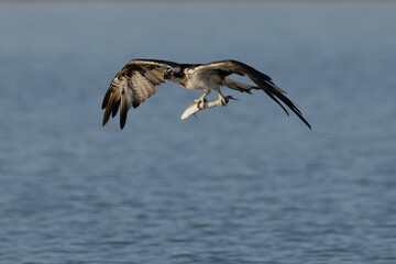 Bird of prey, Osprey (Pandion haliaetus) in the Sardinian marshes. Italy.