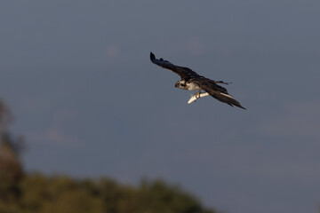 Bird of prey, Osprey (Pandion haliaetus) in the Sardinian marshes. Italy.