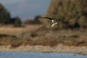 Bird of prey, Osprey (Pandion haliaetus) in the Sardinian marshes. Italy.