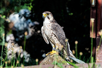 Greifvogel