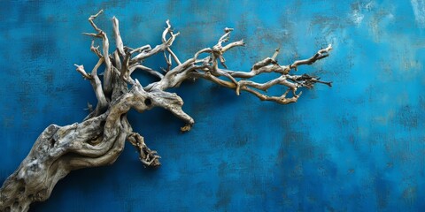 Roots of a dried tree set against a background of blue. The stark contrast highlights the intricate details of the dried tree roots against the vibrant blue surface.