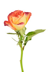 Fototapeta premium a blossoming red-yellow-orange rose flower on a green stem