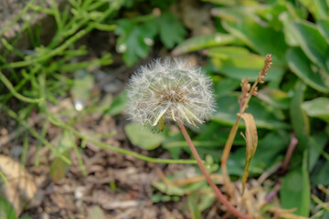 Beautiful white dandelion with seeds on green background