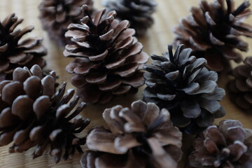 pine cones