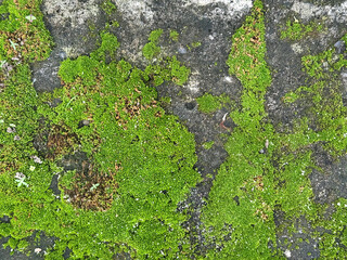 Green moss grown fertile on a weathered cement stone background. Green moss is commonly found in damp, humid areas and adaptable to grow like a vines on stones or walls.