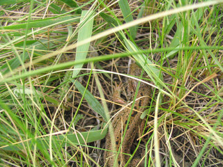 lizard in green grass