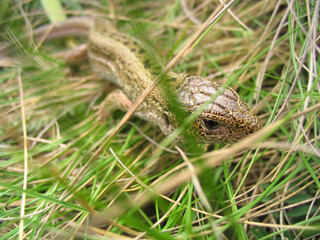 lizard in green grass