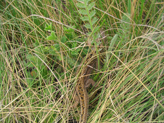 lizard in green grass