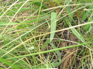 lizard in green grass