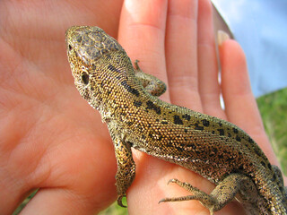 Lizard on hand