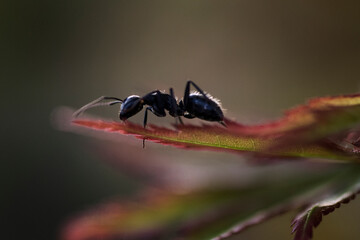 Ant on a leaf