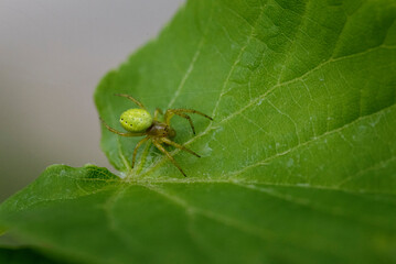Green spider