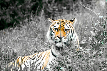 Portrait of a Siberian tiger in the grass. Animal in close-up.
