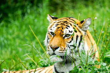 Portrait of a Siberian tiger in the grass. Animal in close-up.
