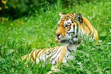 Portrait of a Siberian tiger in the grass. Animal in close-up.
