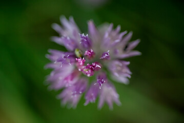 Purple flower minimal