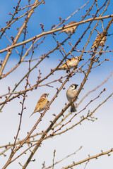 朝日を浴びるスズメの群れ