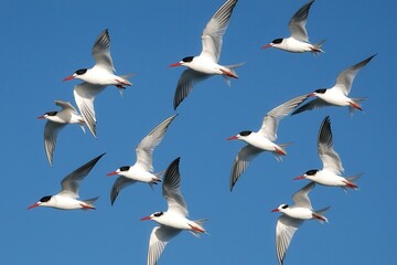 Obraz premium A flock of arctic terns soaring through the midnight sun over the North Pole.