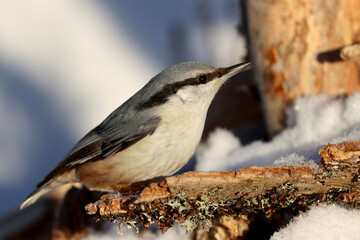Nuthatch