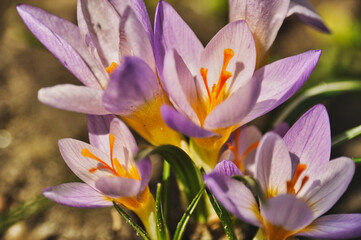 Purple crocus flowers bloom in spring on a meadow in the grass garden flowers