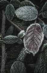 Macro winter in forest