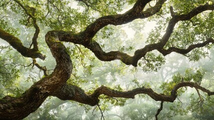 Ancient Oak Majesty: A Misty Forest Canopy