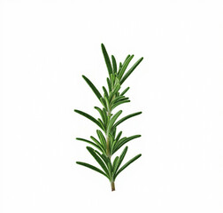 rosemary on white background