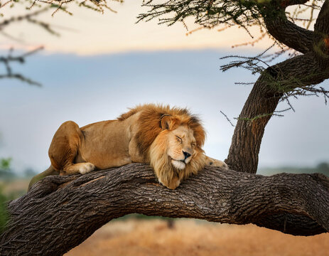 A majestic male lion rests peacefully on a large tree branch in the African savanna during sunset.