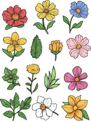 Botanical Illustrations of Wildflowers