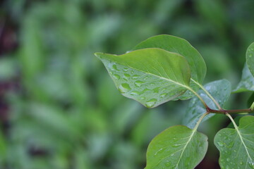 Detailed green leaf with water droplets showcasing natural freshness and beauty
